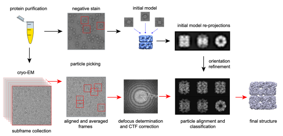 cryo-em-single-particle-analysis1.png