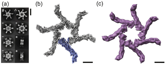 cryo-em-single-particle-analysis10.png