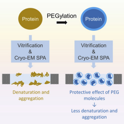 cryo-em-single-particle-analysis11.png