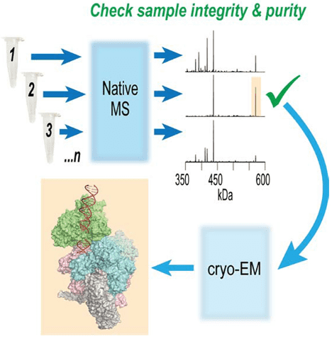 cryo-em-single-particle-analysis12.png