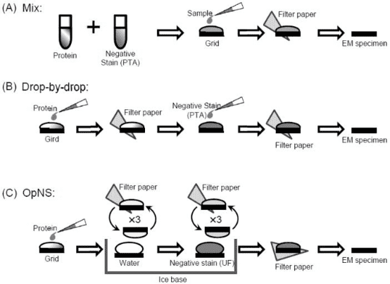 cryo-em-single-particle-analysis3.png