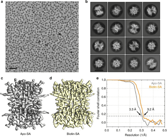 cryo-em-single-particle-analysis8.png