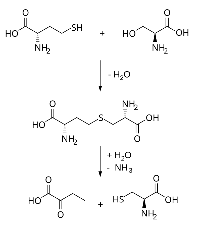 cystathionine-analysis-service1.png