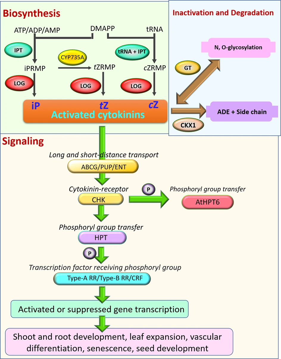 cytokinin-ctk-analysis-service1.webp