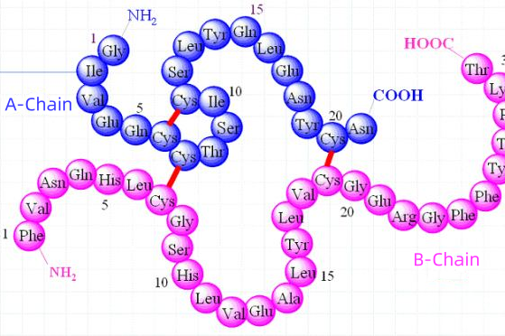 determination-of-protein-primary-structure1.png