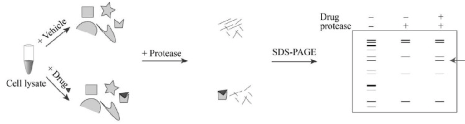 drug-affinity-responsive-target-stability-darts2.png