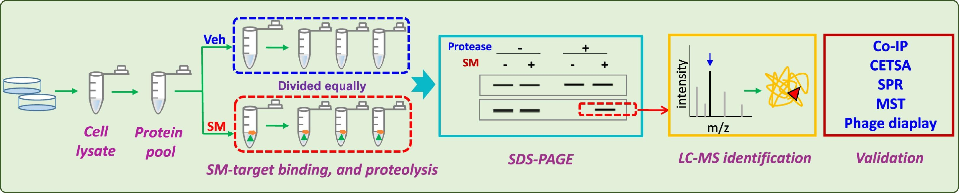 drug-affinity-responsive-target-stability-darts3.png