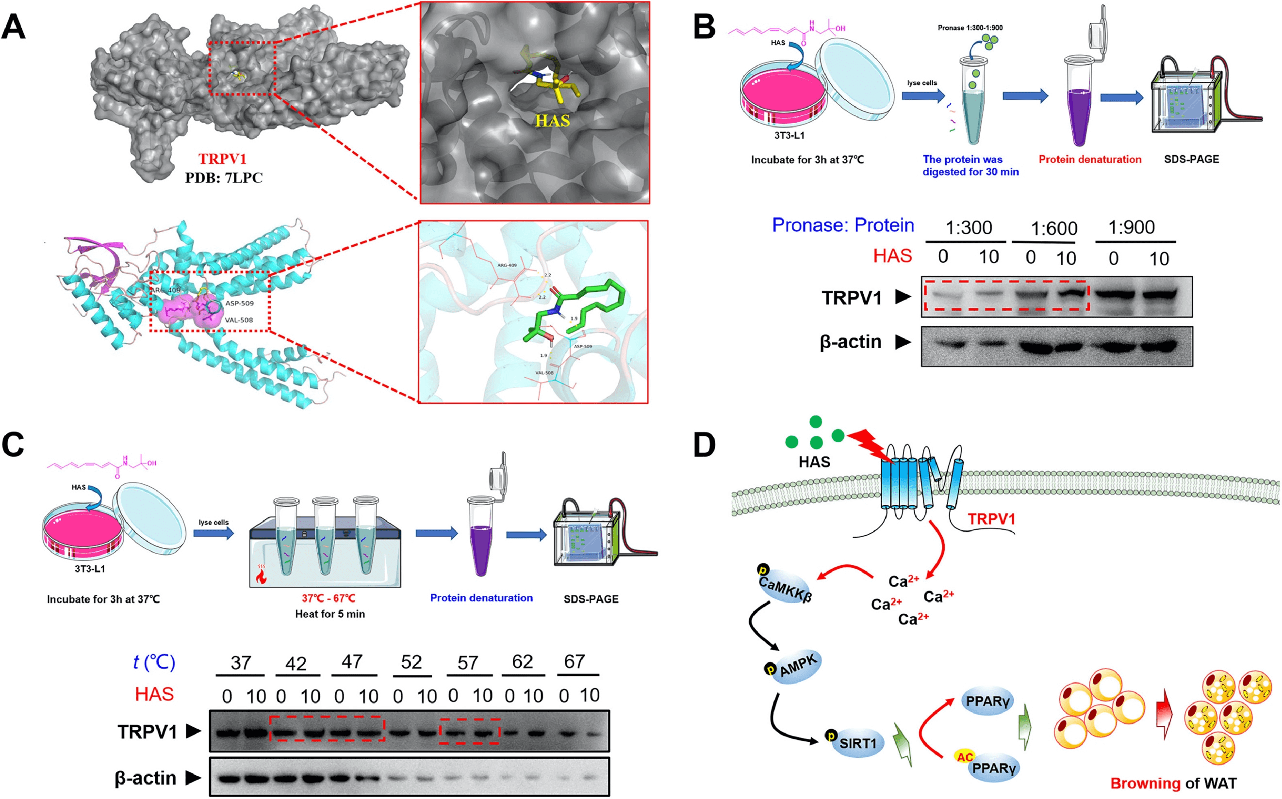 drug-affinity-responsive-target-stability-darts5.png