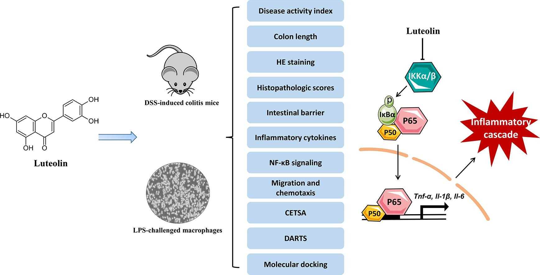 drug-affinity-responsive-target-stability-darts6.png