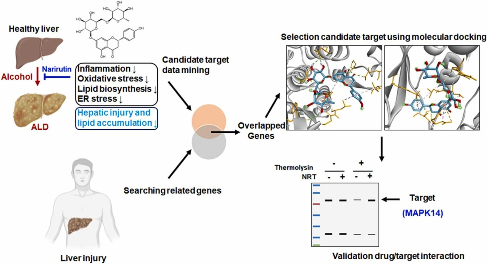 drug-affinity-responsive-target-stability-darts7.png