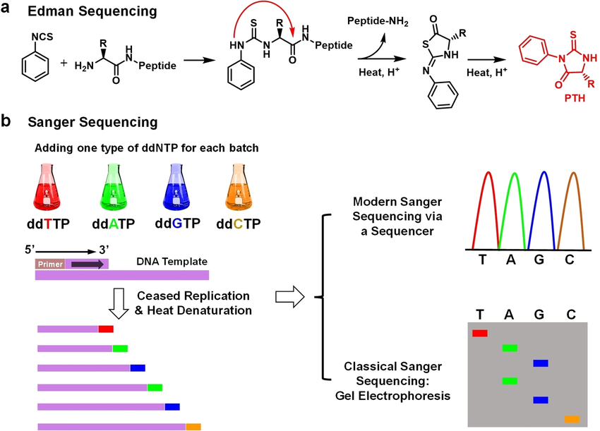 edman-based-protein-sequencing-service1.png