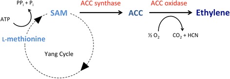 ethylene-eth-analysis-service1.jpg