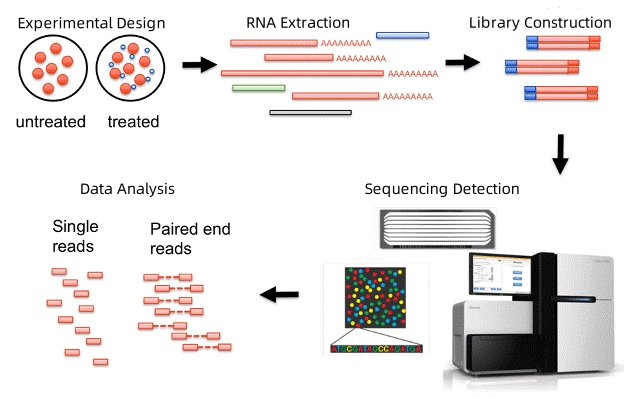 eukaryotic-non-ginseng-transcriptome-sequencing1.jpg