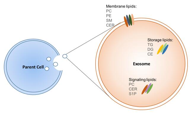 exosome-lipidomics1.png