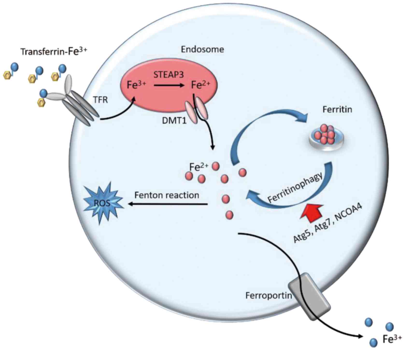 ferroptosis-metabolism-analysis-service1.jpg