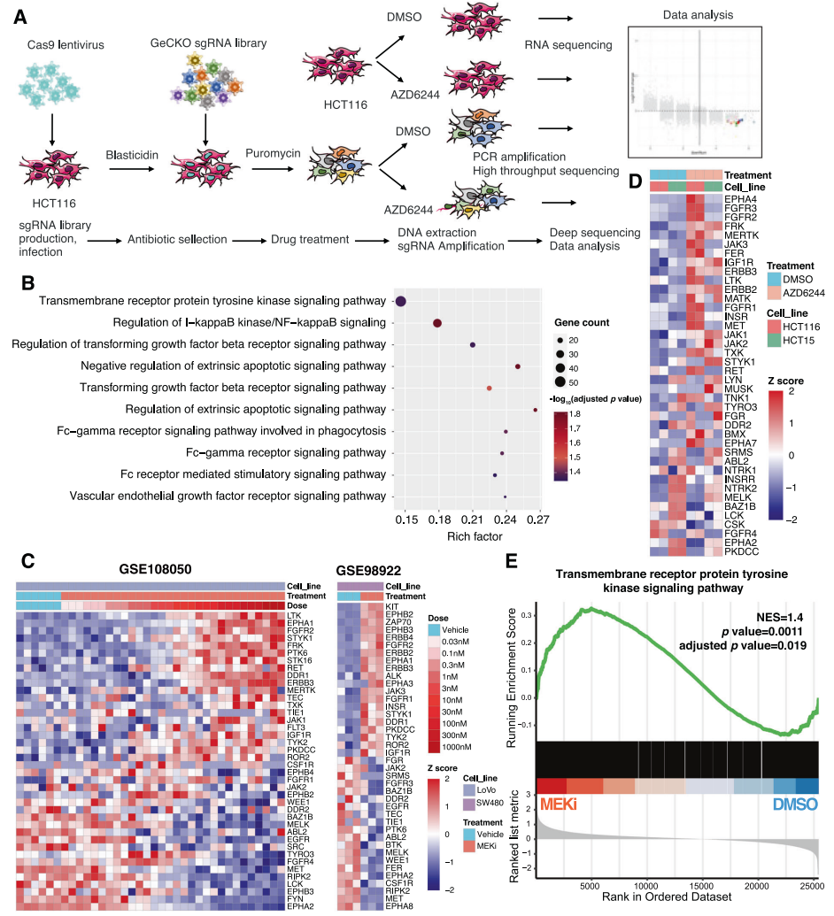 gene-knockout-for-drug-screening-and-target-identification2.png