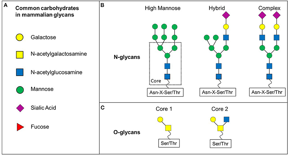 glycan-analysis-service1.jpg