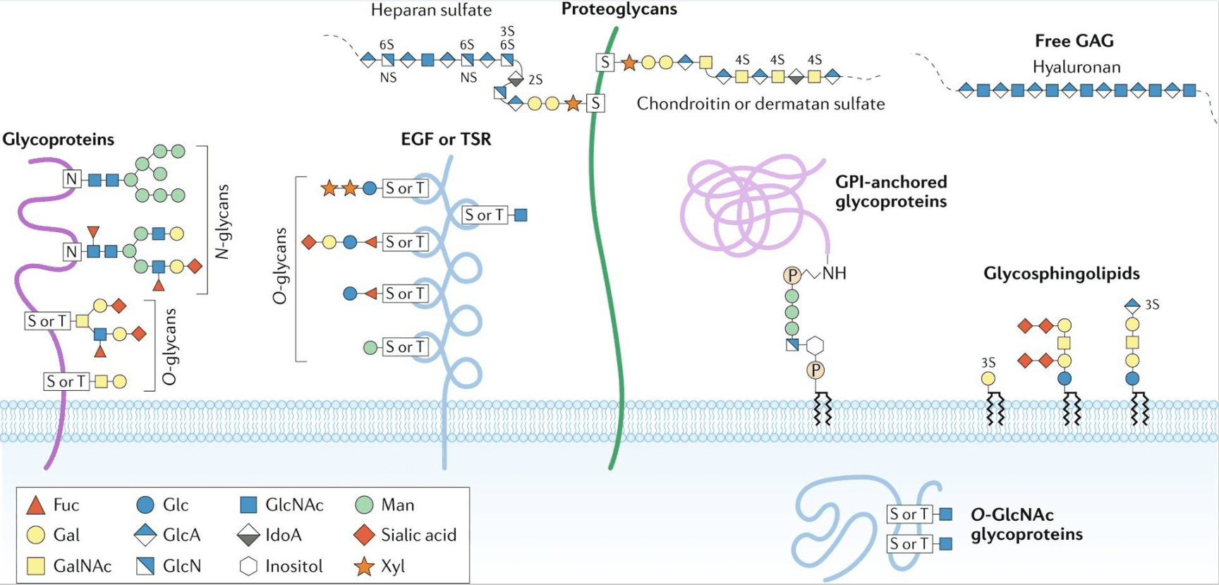 glyco-proteomics-service1.png