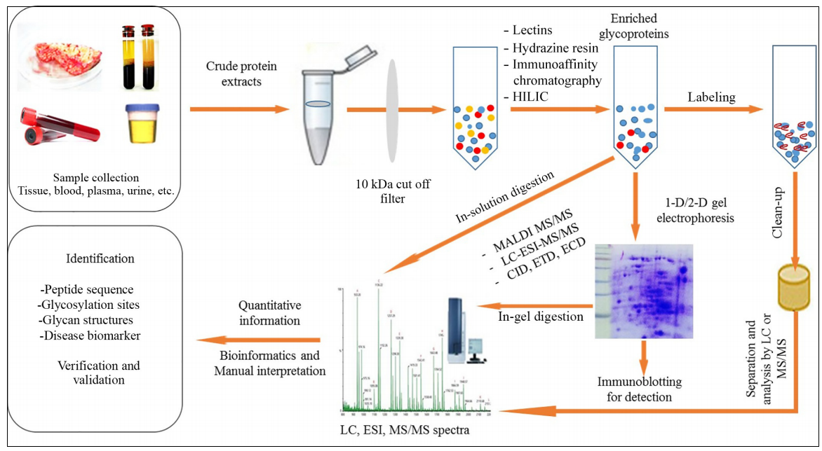 glyco-proteomics-service2.png