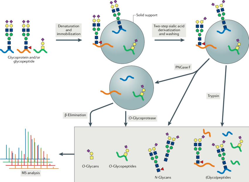 glycopeptide-analysis-service1.png