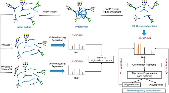 glycoprotein-analysis1.jpg