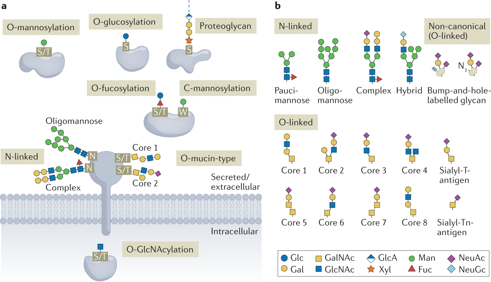 glycoprotein-structure-analysis-service1.webp