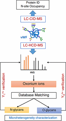 glycosylation-site-and-glycan-analysis-service1.png