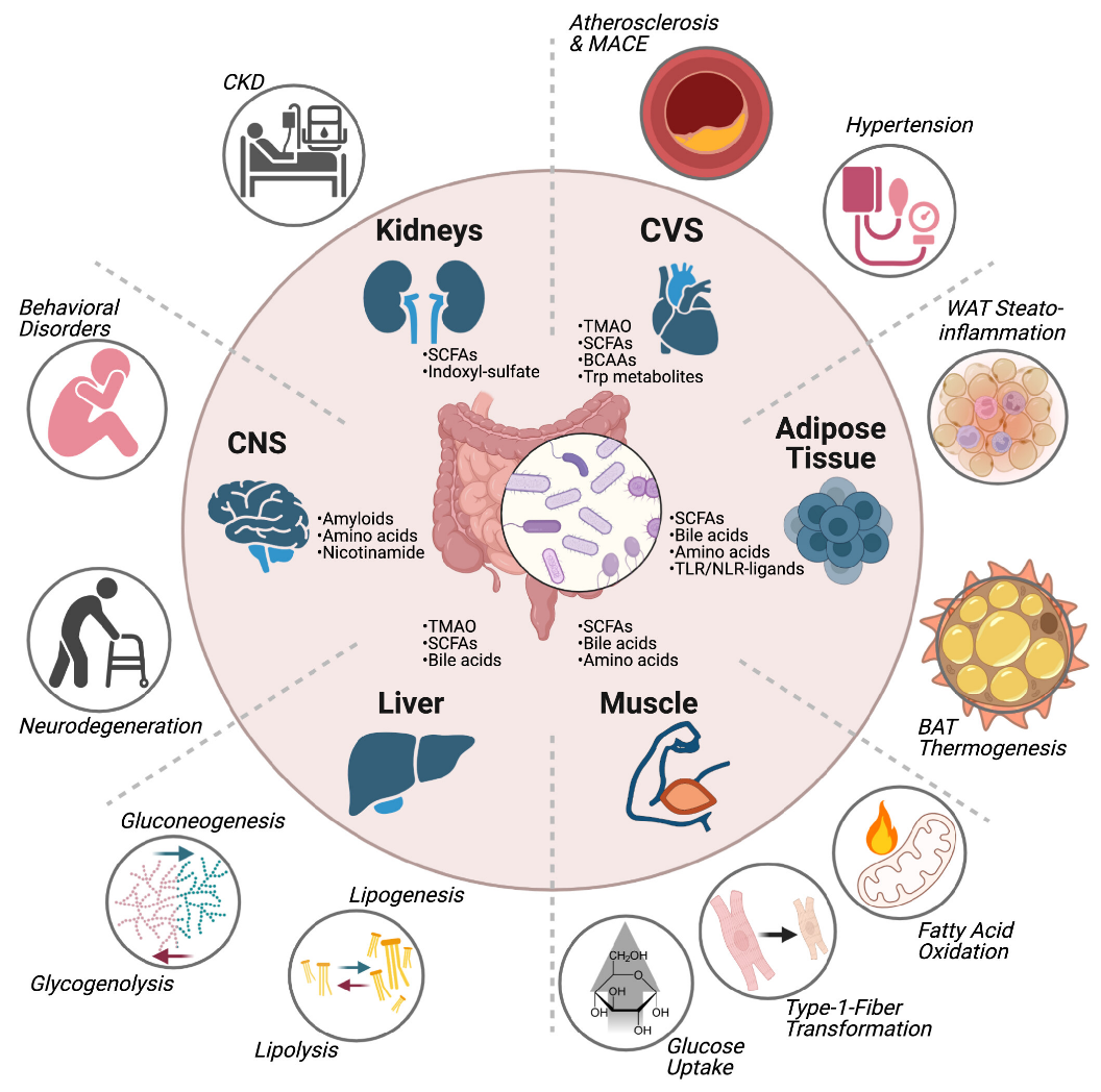 gut-flora-metabolite-detection1.png