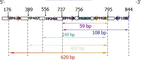 hcd-detection-kit6.png