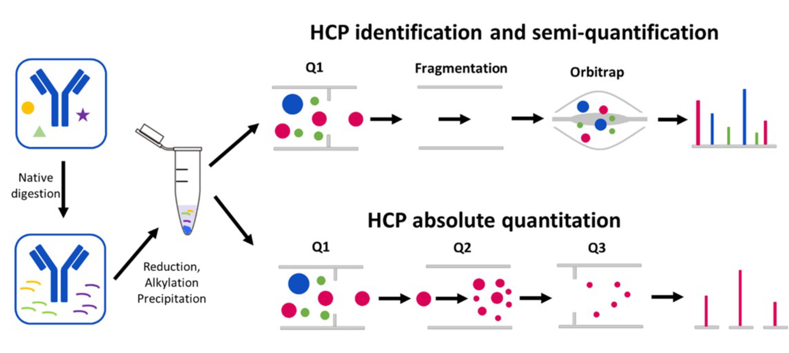 hcp-absolute-quantitative-analysis1.jpg