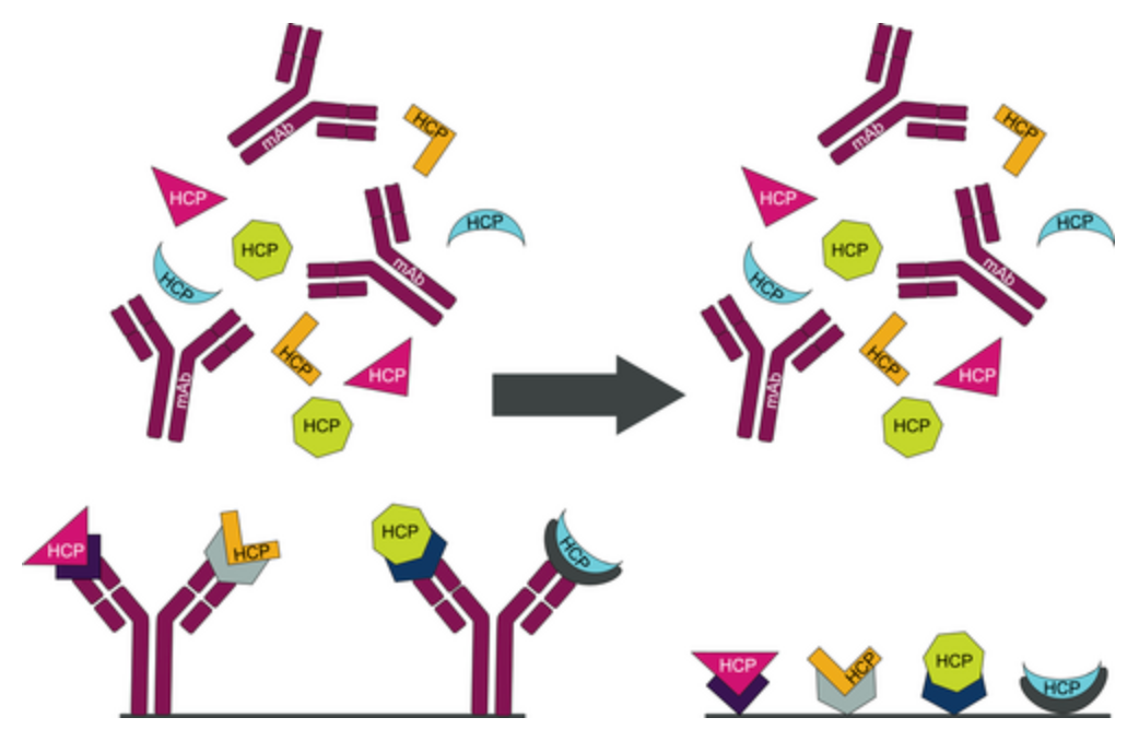 hcp-antibody-development1.png