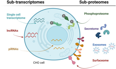 hcp-antibody-development2.png