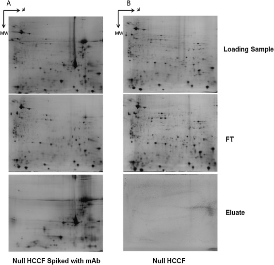 hcp-antibody-development4.png