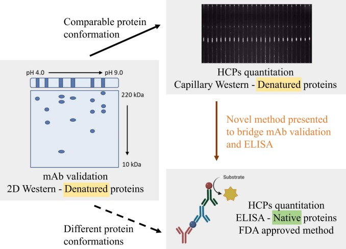 hcp-antibody-development6.png