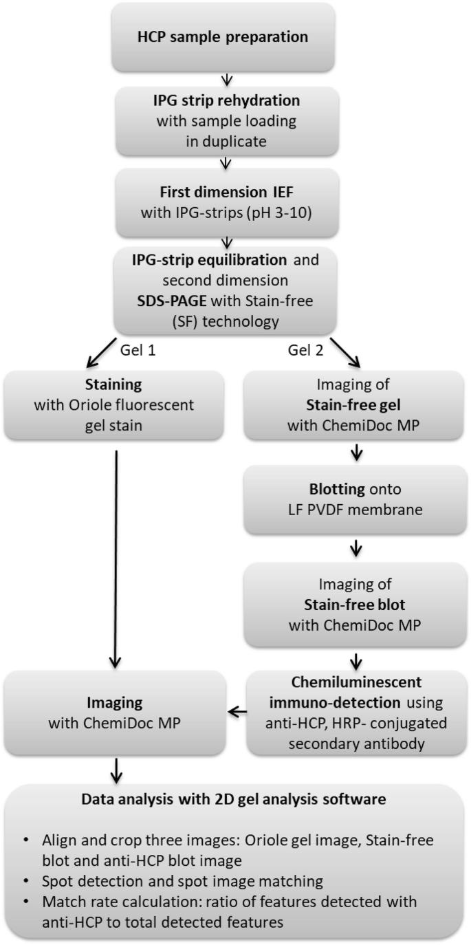 hcp-antibody-effectiveness-analysis1.png