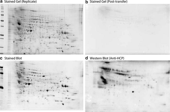 hcp-antibody-effectiveness-analysis2.jpg