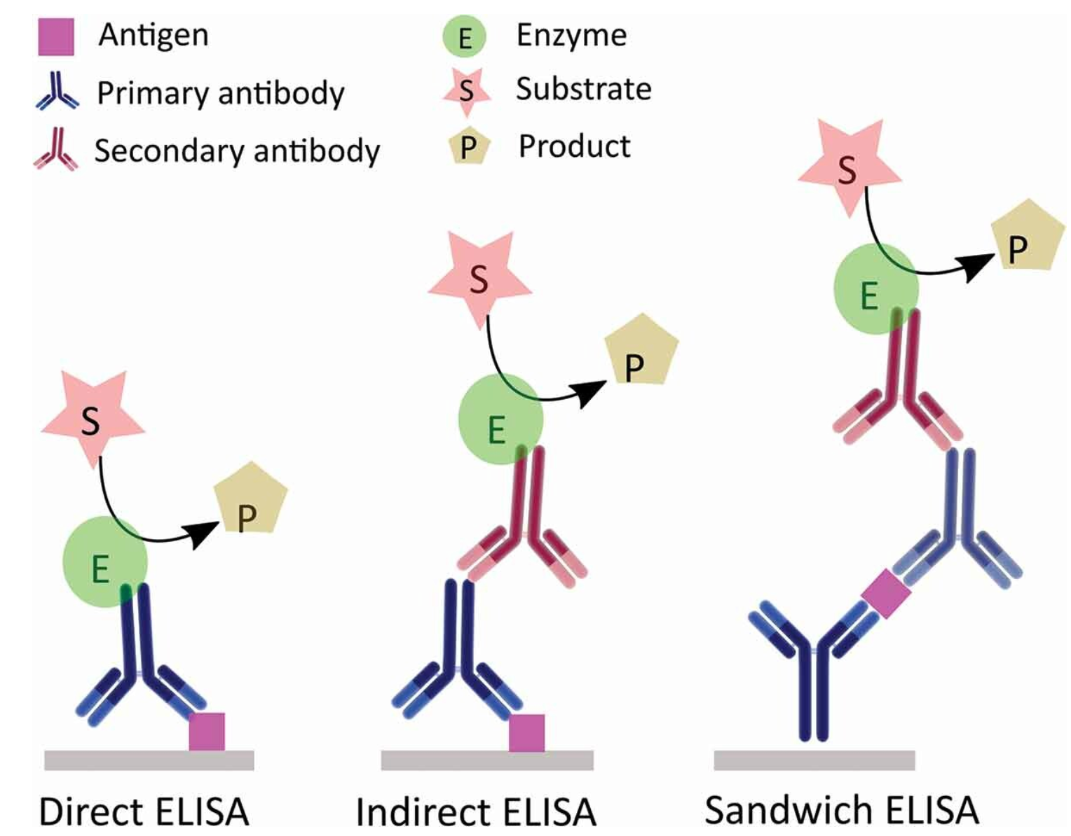 hcp-assay-kit-development2.png