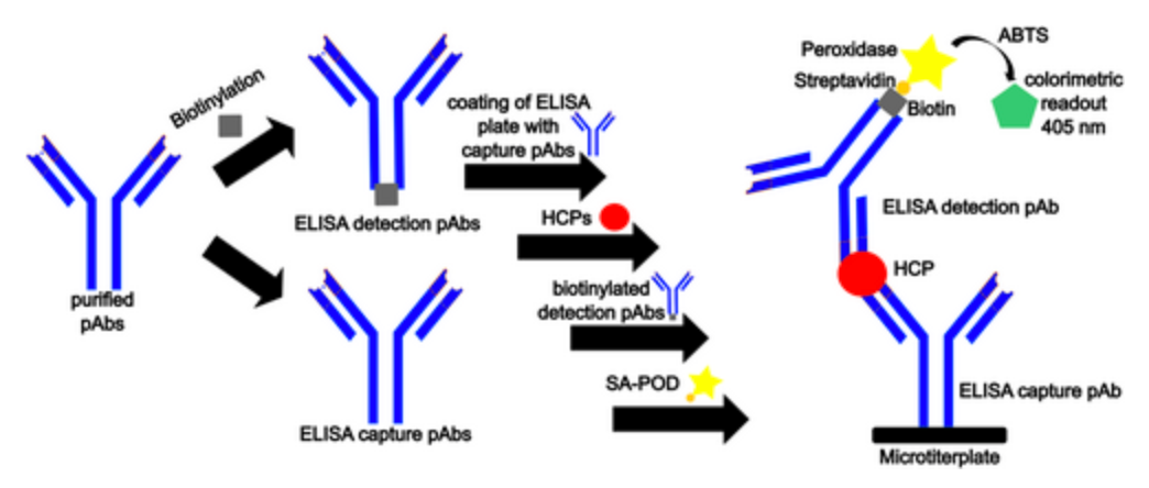 hcp-assay-kit-development8.png