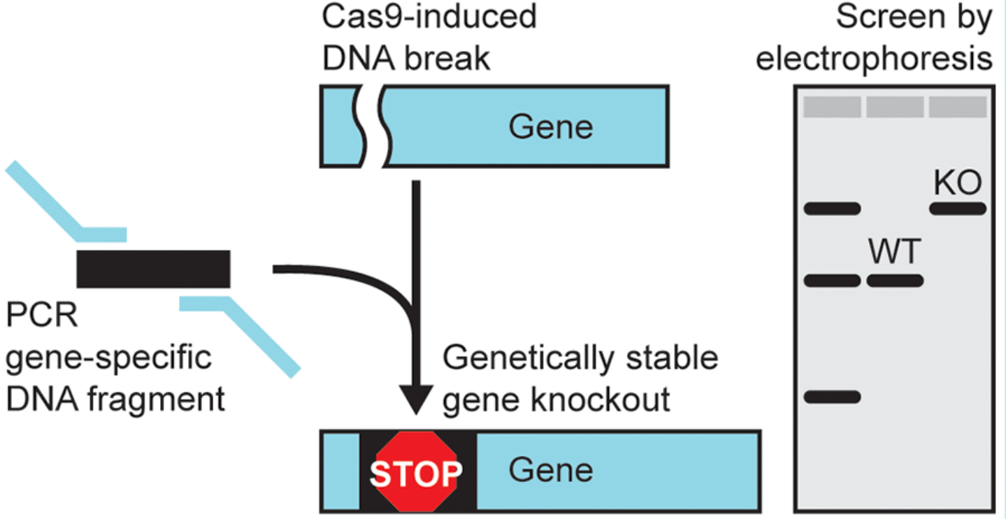 high-throughout-gene-knockout-services1.png