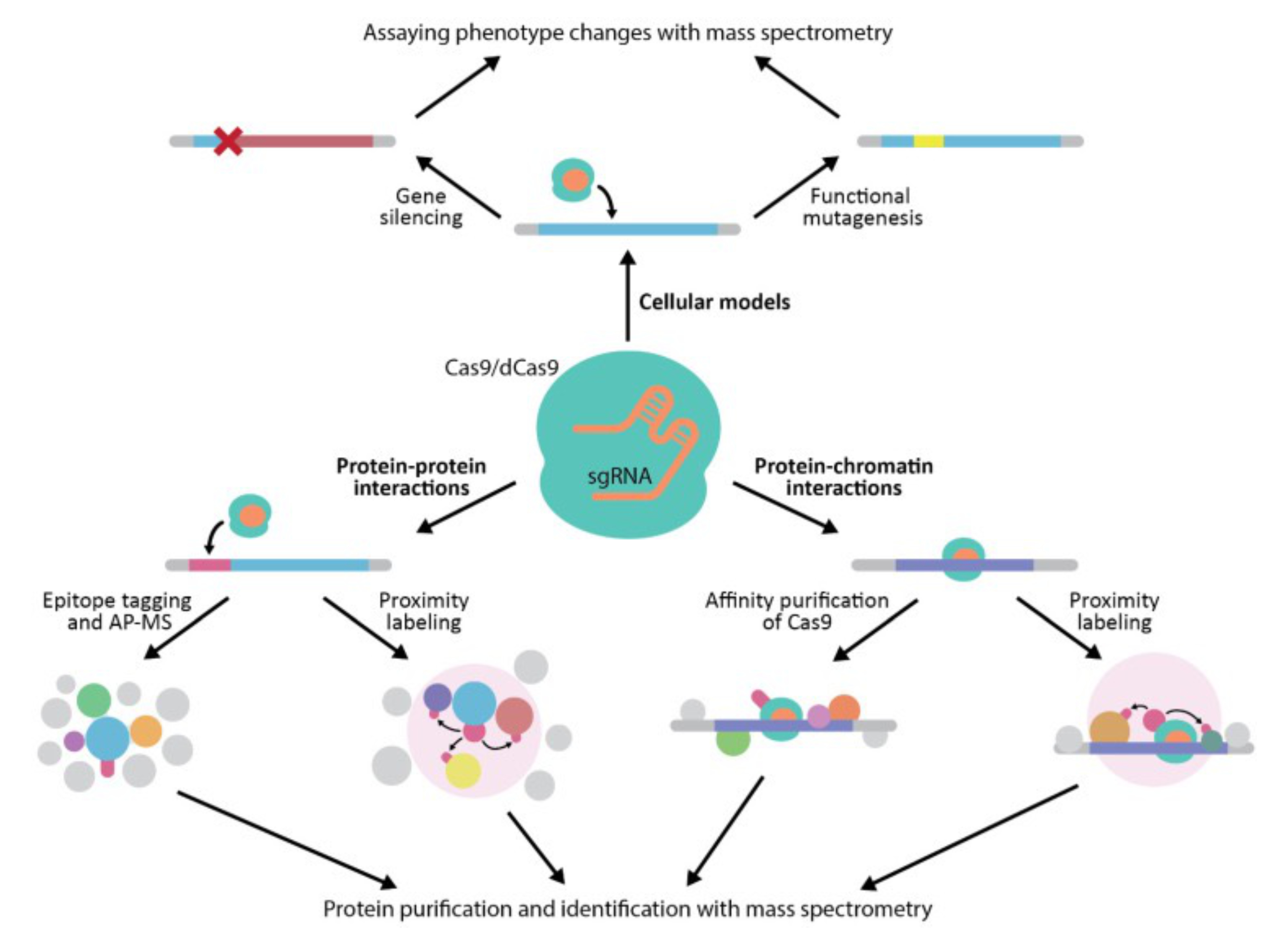 high-throughout-proteomics-analysis-for-gene-knockout1.jpg