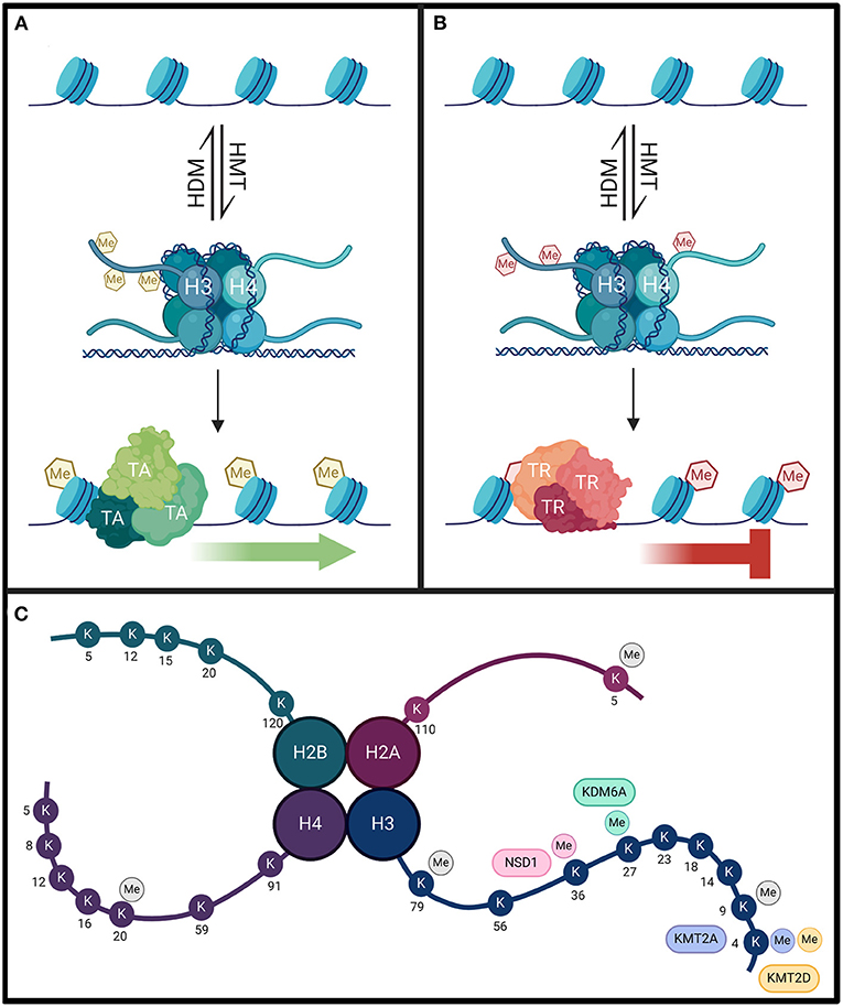 histone-modification-analysis-service1.jpg