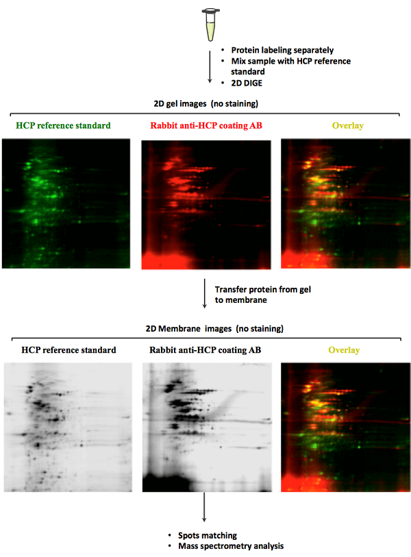 host-cell-protein-analysis1.png