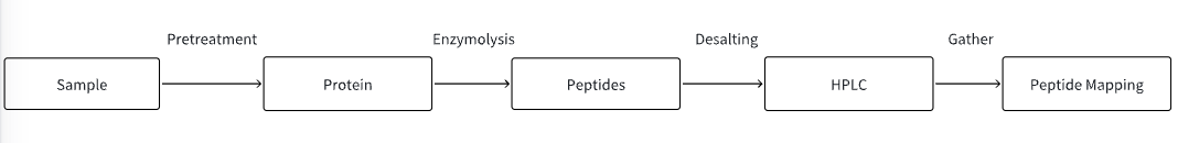 hplc-based-peptide-mapping-assays1.png