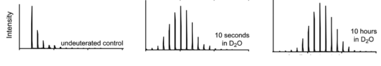 hydrogen-deuterium-exchange-mass-spectrometry-hdx-ms1.png