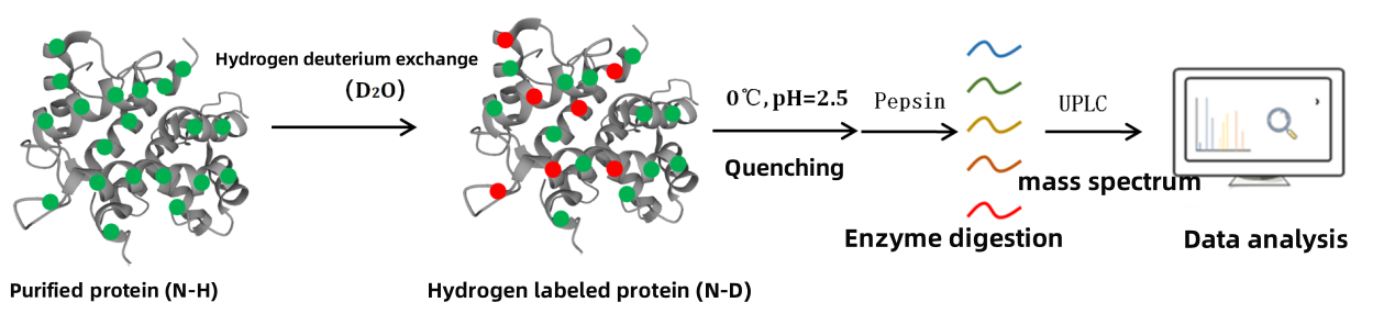 hydrogen-deuterium-exchange-mass-spectrometry-hdx-ms2.png