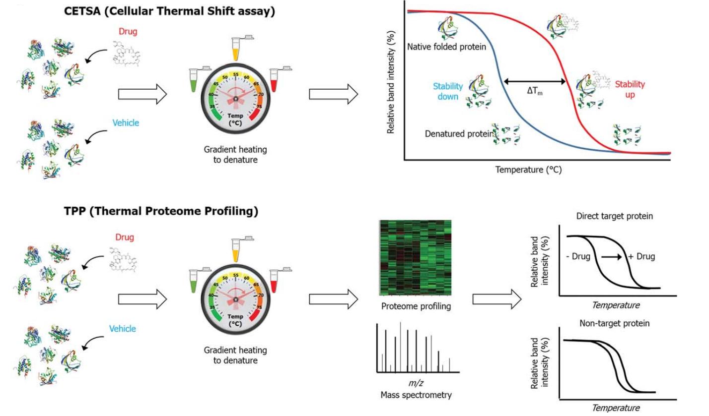 identification-and-validation-of-small-molecule-drug-target3.PNG