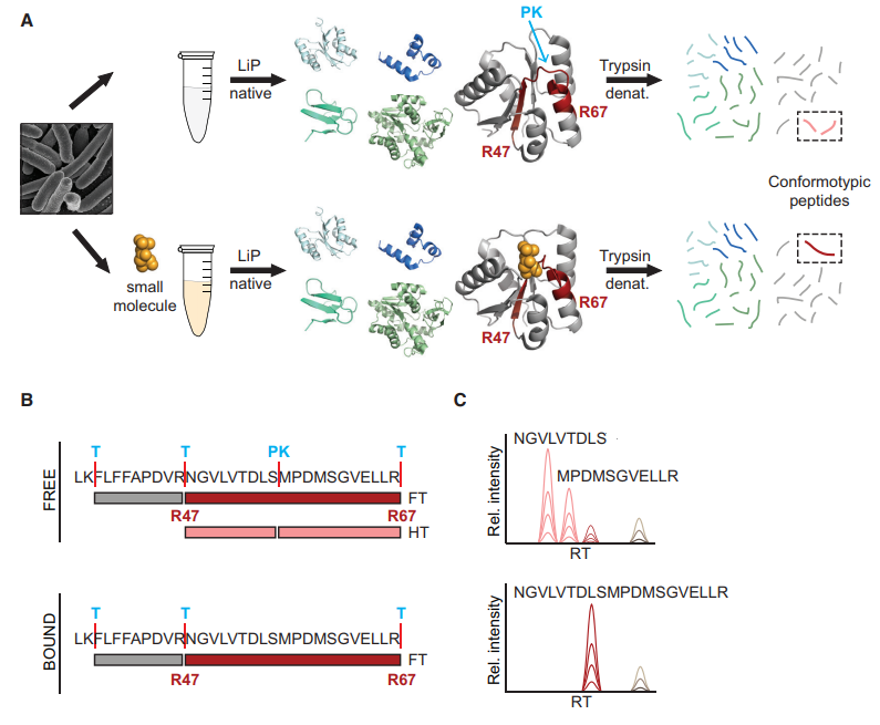 identification-and-validation-of-small-molecule-drug-target5.PNG