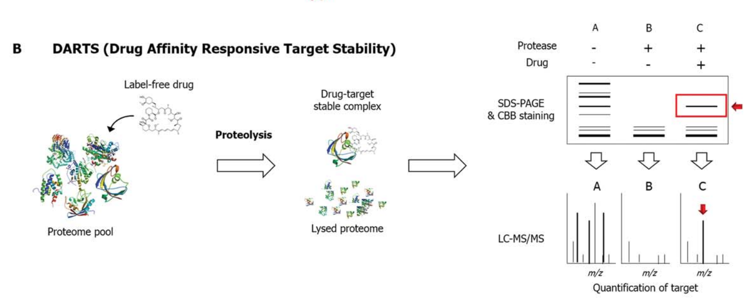 identification-and-validation-of-small-molecule-drug-target7.PNG