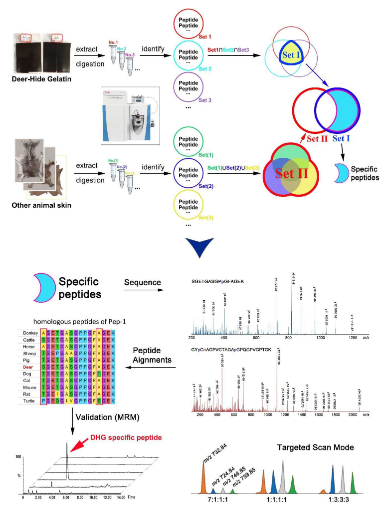 identification-of-peptide-biomarkers-service1.png