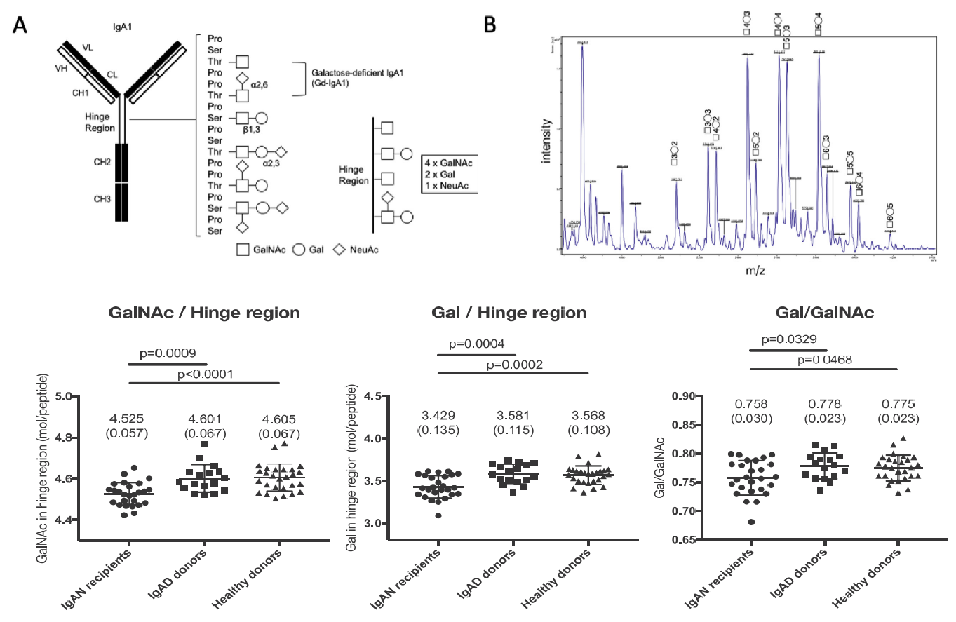 iga-antibody-sequencing-service2.png